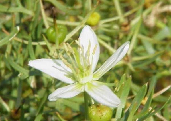 5. Gnlk: Anadolu Sla aac olarak da bilinen gnlk aacnn gvdesinden elde edilen sakz, zellikle eklem iltihab ve bursitin tedavisinde kullanlr.