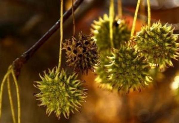 10. Gm Dme: Dayanlmaz arya neden olan migrenin tam nedeni bilinmiyor. Baz uzmanlar bu sorunun nedenini bataki kan damarlarnn genileyerek sinirlere bask yapmasndan kaynaklandn savunuyor.