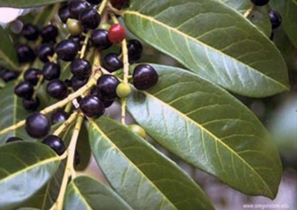 Karayemiteki antioksidan kapasite ve aktivitelerinin belirlendii almada, sulu zentide olduka yksek miktarlarda kan antioksidan maddeler saptand.