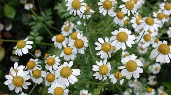 Ayrca yksek atein drlmesinde de olduka etkili olan gm dme, vcutta aspirin gibi ilev grrken yan etkileri olmad iin daha ok tercih edilebilecek bir bitki.