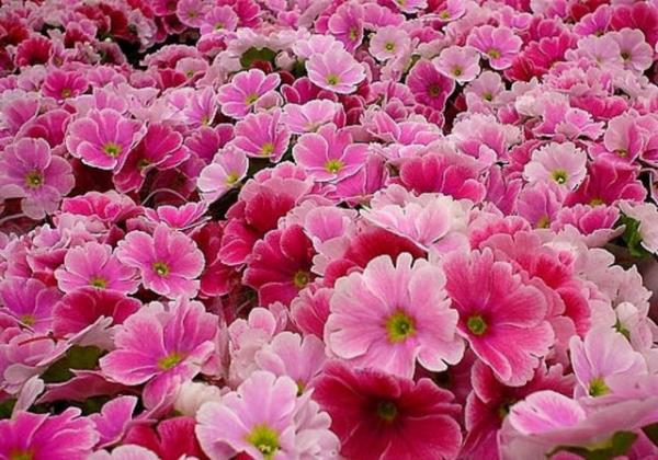 Ayrca adet ncesi sendromu ikyeti olan bayanlar tarafndan da kullanlr. Ancak hamilelik sz konusu olduunda kullanlmamas gerekmektedir.