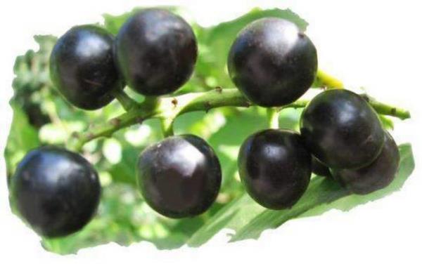 Buna karn bakr ve inko gibi ar ve zararl maddelerin ok dk miktarlarda olduu tespit edildi.