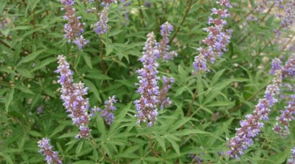 Hayt aac meyveleri yava etki eden ve ancak uzun sreli kullanmda etkilerini gsteren bir bitkidir. Hamile kalma sorunu yaayan bayanlarda 1?2 yl sreli kullanlr ve hamilelik baladnda kullanmna son verilir.