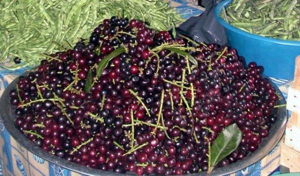 Karayemiten elde edilen antioksidanlarn, vcudu oksidanlarn zararl etkilerine kar koruduu, alzheimer, diyabet, doku ve cilt hastalklarna kar fayda salad kaydedildi.