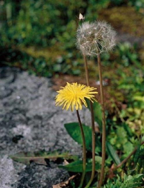 Ayrca yksek kolesterol, damla hastal, bel arlar, kas yangs, fibromiyalji, obezlik, dizanteri ve gs hastalklarna da iyi geldii bilinmektedir.