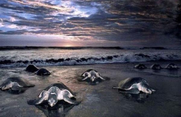 Deniz kaplumbaalar her sene tehlikelerle dolu bir yolculuun ardndan geldikleri plaja yumurtalarn bu sene de brakt.