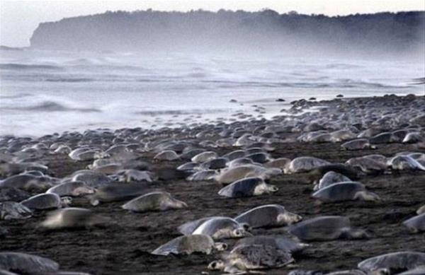Binlerce deniz kaplumbaas doal reme blgeleri olan Kosta Rika'nn bat kylarn istila etti.