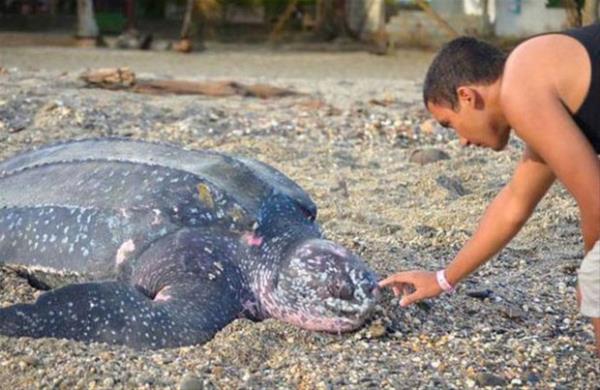 Deri srtl Leatherback Kaplumbaas 2 metreye ulaabilen boyu ve 600 kilograma varabilen arlyla, yaayan en byk deniz kaplumbaas olaraz kabul ediliyor.