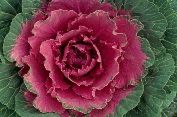 Bu antioksidanlar gznzde gne gzl gibi grev yapar ve zararl mavi dalgalar filtreler.