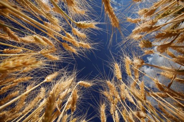 Buday Rueymi: Buday tohumunun sivri ucunda yer alan ve budayn en deerli ksmdr.