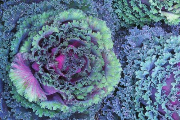 Bu antioksidanlar yaprakl ve koyu yeil renkli sebzelerde bol miktarda bulunur.