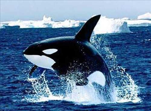 Hayvanlarn en by mavi balinadr. (uzunluu 33 m., arl 190 t.)