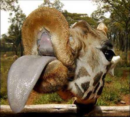 Zrafann dili 35 cm. kadardr.