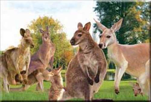 Kangurular geri-geri yryemezler.