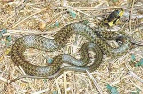 Deniz kobras dnyann en zehirli ylandr.