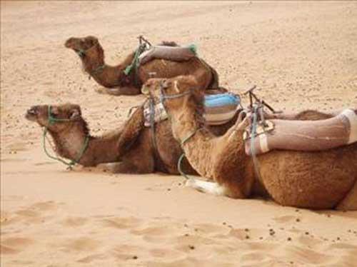 Develerin 3 tane ka vardr.