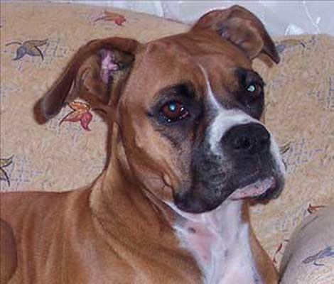 Bir karncann koku alma yetenei en az bir kpeinki kadar gelimitir.