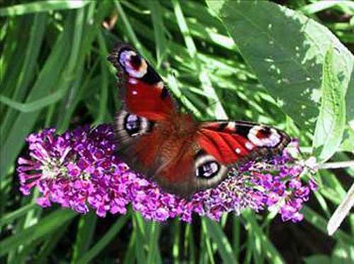 Kelebekler ayaklaryla tat alrlar.