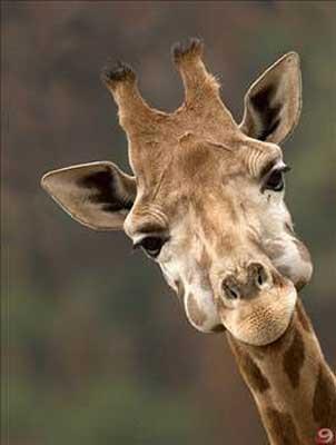 Zrafann ses telleri yoktur.