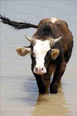 Srlarn 4 tane midesi vardr.