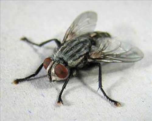 Bir sinein hz saatte 8 km.dir.