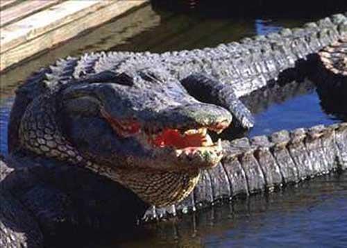 Timsahlar dilini dar karamazlar.