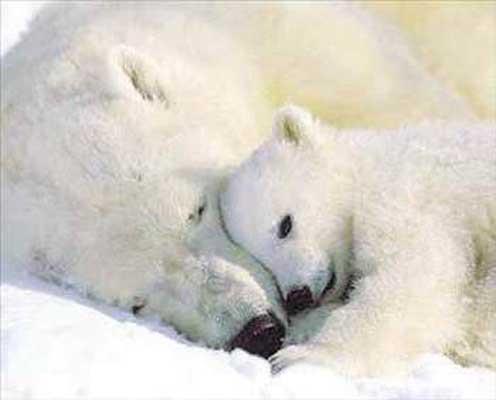 Kutup ays hem karada, hem denizde, hem buzda, hem de su iinde rahatlkla avlanr.