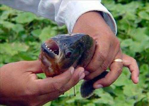 En yrtc su canls  <br>  TAbi ki de piranalar. Bu balklar tetralar gibi, saldrgan olmayan ok renkli bir ok akvaryum balnn akrabasdr. Piranalar ok geni bir alan kaplayan Amazon havzasndaki akarsularda ve Orinoko gibi yaknndaki rmaklarda yaarlar. lerinden 4-5 tr zellikle tehlikelidir.