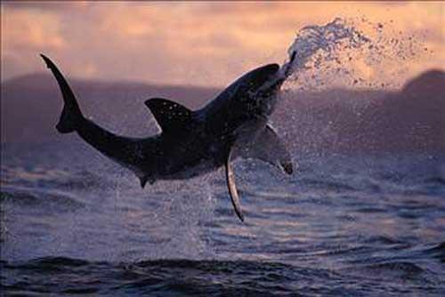 Dier kpekbalklar gibi ineme yetenei yoktur avn para para kopartarak yada tm olarak yutar.Bykbeyazn yedii byk bir av onu 1-2 ay idare edebilir.