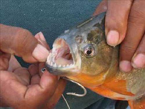 Piranalarn en belirgin zellii iri ve sivri dileridir. Gl kaslara bal alt ve st enesinde sralanm olan ustura gibi diler az kapandnda birbirlerine skca kenetlenir. Bylece pirana kendinden ok daha iri olan avndan byk paralar koparabilir.