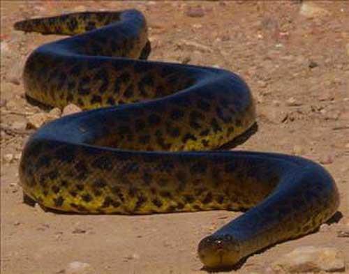 Boyu 6.5 metre olabilir. Dnyann en byk ve 2. en uzun ylandr. Kalnl 1 metreyi aar. Genellikle timsah, geyik, insan, jaguar veya baka anakondalar ile beslenir.