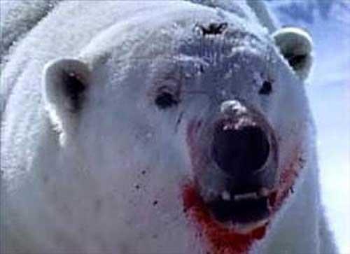 Dev etil kara canls  <br>  Kutup ays souk kuzey kutup blgesinin karl sahillerinde ve buzullar zerinde yaayan ay trdr. Yaamakta olan en byk kara etoburudur. Kaln krk onu souktan korur, beyaz grnm avlarndan saklar.