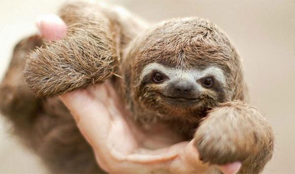 Bir tembel hayvan yaklak 4 metre ilerliyor...