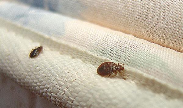 Geceleri siz uyurken, yatak bcekleri aa yukar 1 metre yaknnzda yava yava hareket ediyor...