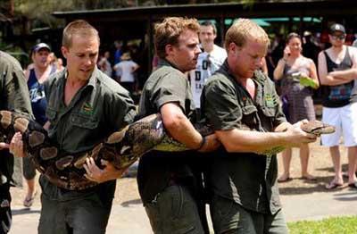 6,5 metre uzunluunda olan bu dev piton, tam 137 kilo arlnda.