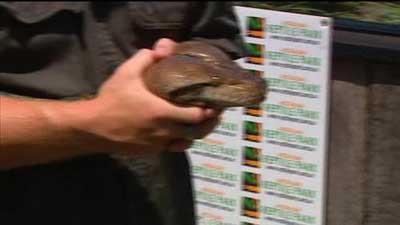 Dev pitonu ancak 5 kii tayabildi.