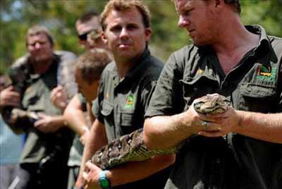 Avustralya'da Srngen Park'nda yaayan Betty daha olgunlamadan ar kilo almaya balad.