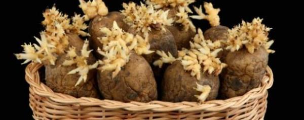 Filizlenmi patates<br>  Filizlenen patateslerinizi topraa dikerseniz yeniden byrler.