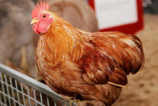 Tavuk iftlii kiralama: Kmes hayvanlarla yaknlnz lmek iin karlmayacak bir frsat.