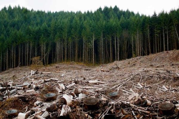 Bu yl yok olan orman alan (hektar) : 993.111