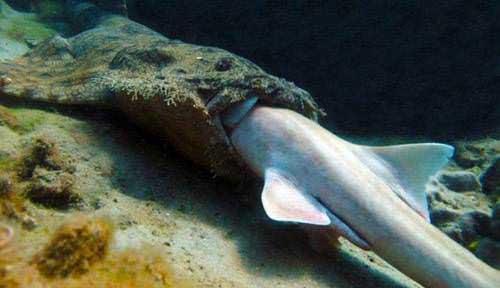 Kkrdakl kpekbalklarn 12 trnden biri olan wobbegong, yarm saat sren takibi sonunda bamboo kpekbaln avlad.Coral Reefs dergisi, &#8220;birka saat sren sindirim boyunca wobbegong kpekbalnn hi kmldamadn" belirtti.