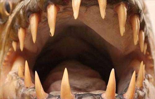 Bir kpekbalnn boyutlarna ulaabilen ve 32 keskin dii bulunan kaplan balklar, insanlara saldrmalar ve timsah yemeleri ile tannyor.