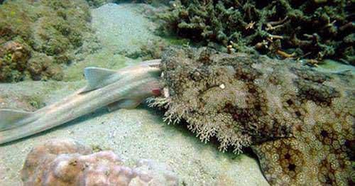 344 bin kilometrelik alanyla dnyann en byk resif sistemi olan Byk Set Resifi&#8217;ndeki adann sularnda ekilen fotorafta, kkrdakl balklar snfna ait wobbegong kpekbal, uzun kuyruklu bamboo kpekbaln yerken grlyor.