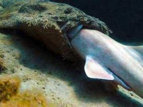 evre gazetesi Coral Reefs muhabirleri, Byk Keppel Adas&#8217;nn sularnda bir kpekbalnn bir baka kpekbaln yerken grntlemeyi baard