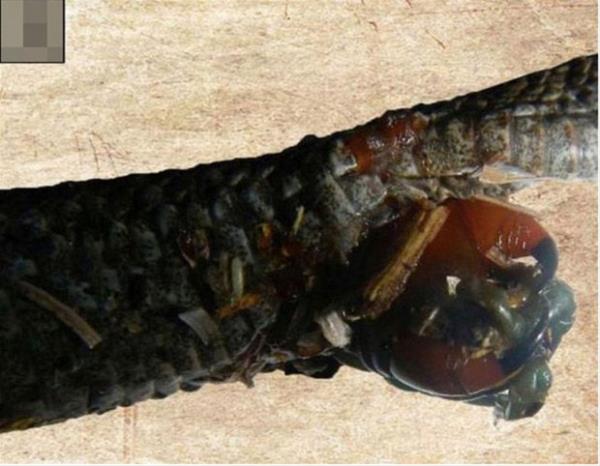 Boynuzlu engerek ylanlar genellikle kk memeliler, kertenkeleler ve kularla beslenmesine ramen ara sra krkayaklar yedikleri de biliniyor.