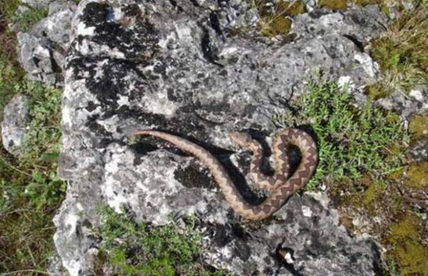 evrede aratrma yapanlardan biri olan Ljiljana Tomovic, aratrmaclar arasnda kimse daha nce byle bir durumla karlamad iin bu olay karsnda afalladklarn syledi.