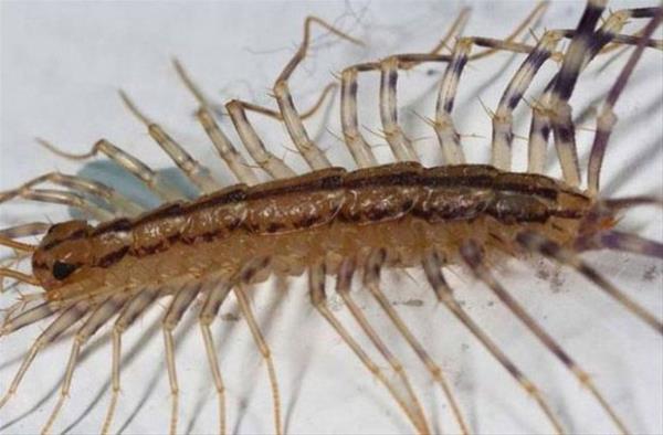 Aratrmaclar krkayan kurtulmaya alrken ylann i organlarnn ounu yok ettiini aklad.