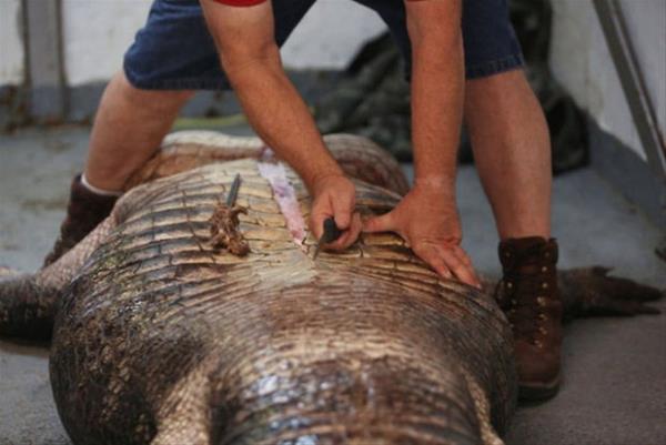 Avladklar hayvan satan aile mthi bir gerekle kar karya kald..