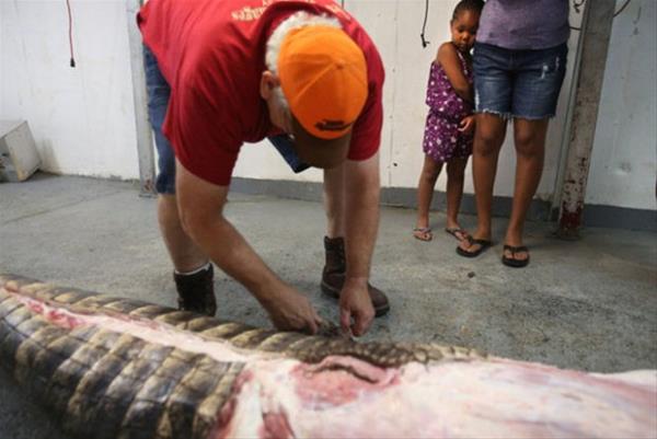 Onca kurunla ldrlen dev timsah glkle yakaland..