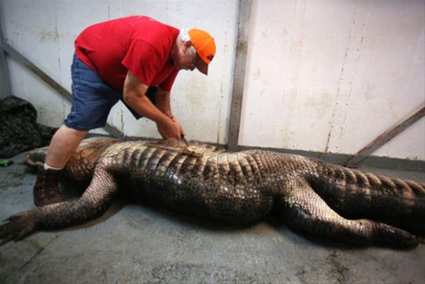 Derisi yzlen bu dev timsahn karnndan 100 kiloluk bir geyiin paralar kt...